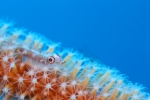 Glass　Goby