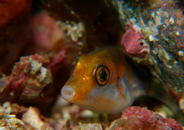 ハナキンチャクフグ