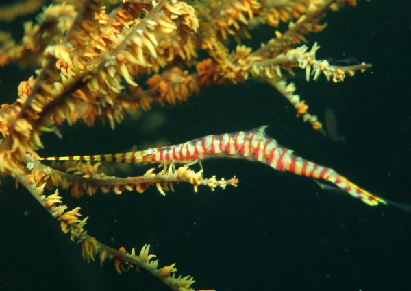 ゴルゴニアンシュリンプ