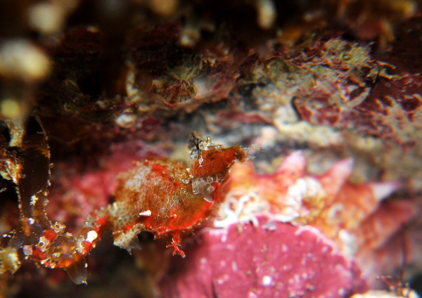 ジャパニーズピグミーシーホース