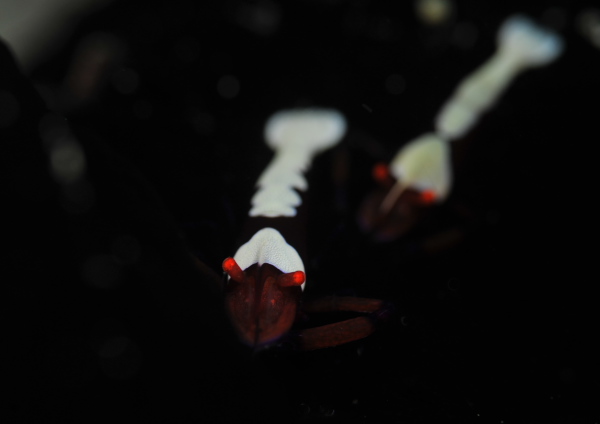 ウミウシカクレエビ