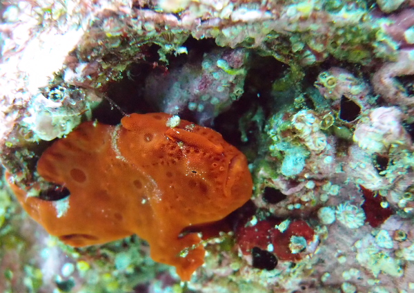 イロカエルアンコウ