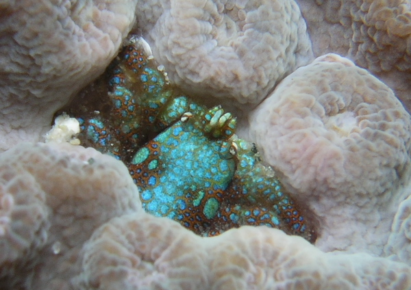 アシビロサンゴヤドリガニ