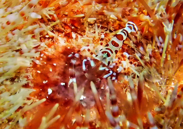 コールマンズシュリンプ