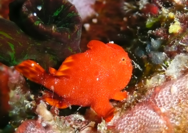 イロカエルアンコウ