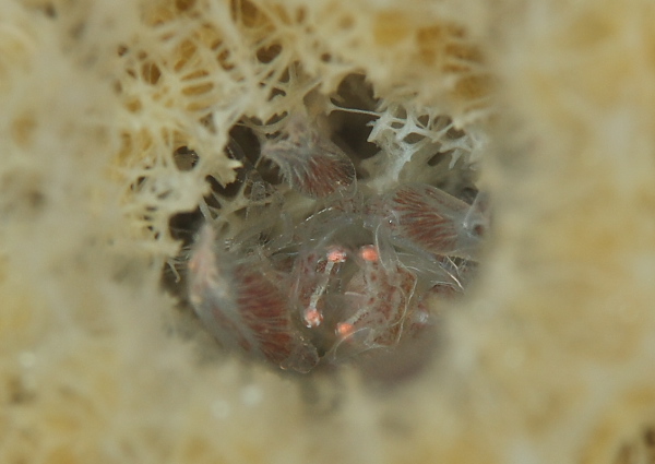 ザラカイメンカクレエビ