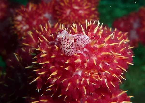 ナカソネカニダマシ