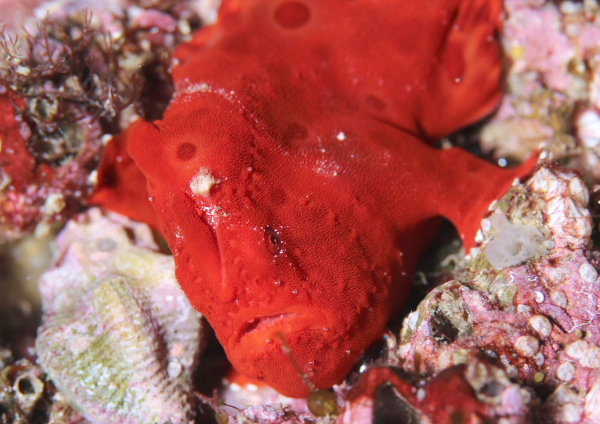 イロカエルアンコウ