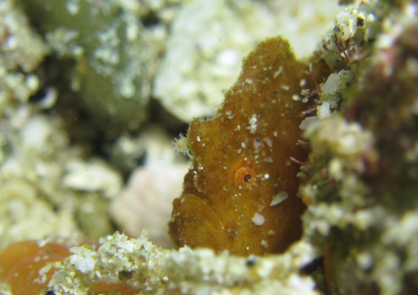 ヒメヒラタカエルアンコウ