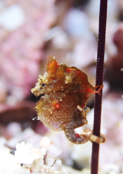 ジャパニーズピグミーシーホース