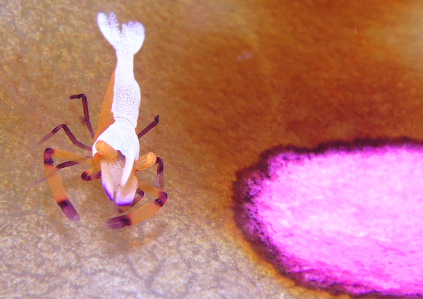 ウミウシカクレエビ