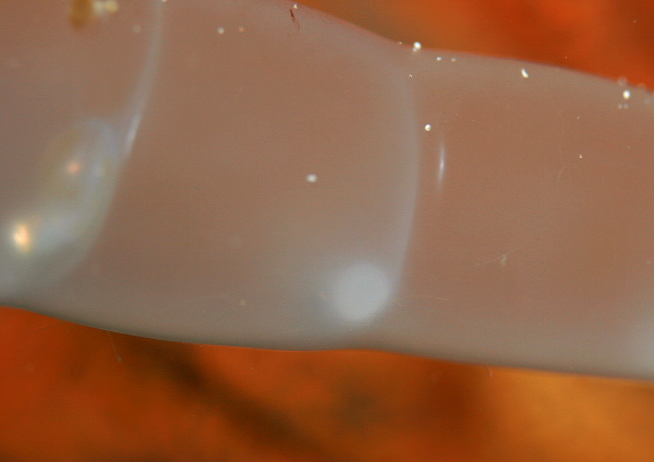 アオリイカの卵