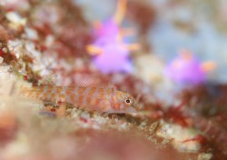 ヒメギンポ幼魚