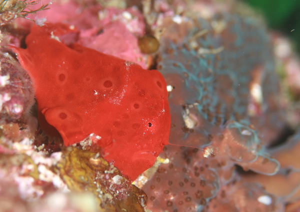 イロカエルアンコウ