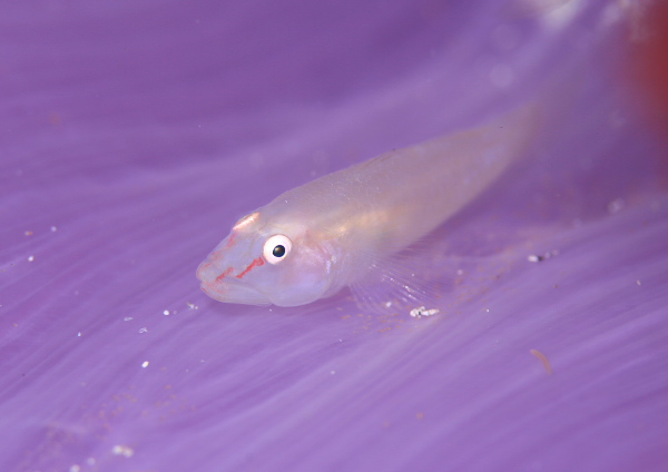 スケロクウミタケハゼ