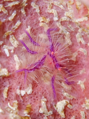 サクラコシオリエビ