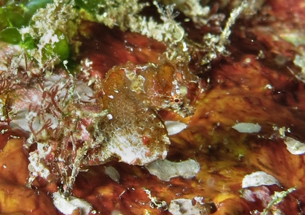 ジャパニーズピグミーシーホース