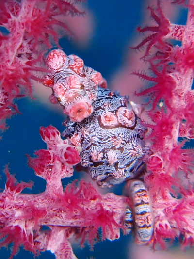 ピグミーシーホース