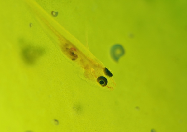 セボシウミタケハゼ