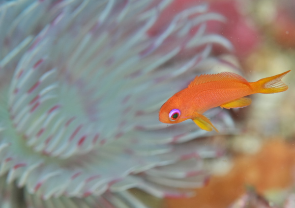 キンギョハナダイ