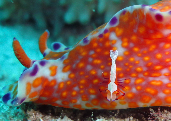 ウミウシカクレエビ