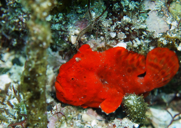 イロカエルアンコウ