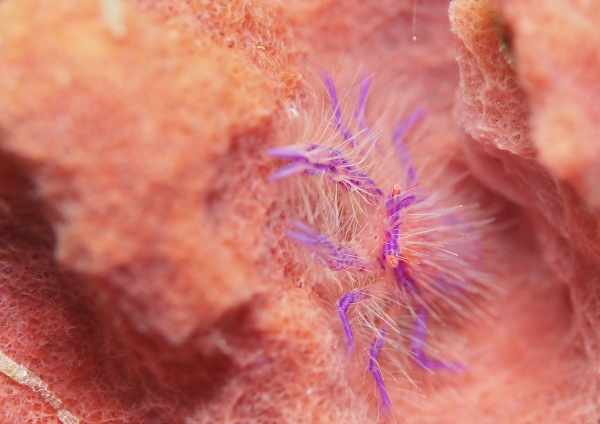 サクラコシオリエビ