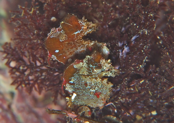 ジャパニーズピグミーシーホース