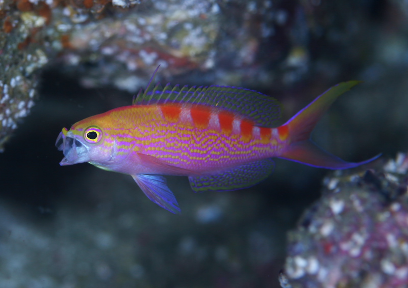 アサヒハナゴイ