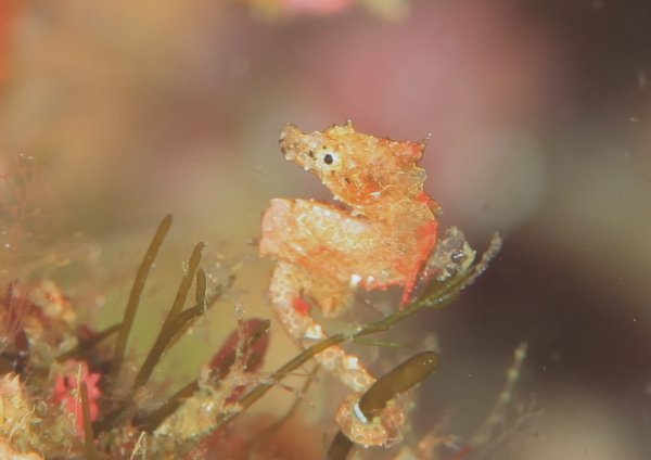 ジャパニーズピグミーシーホース