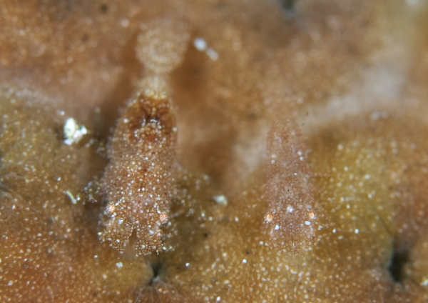 カクレモエビ属の一種