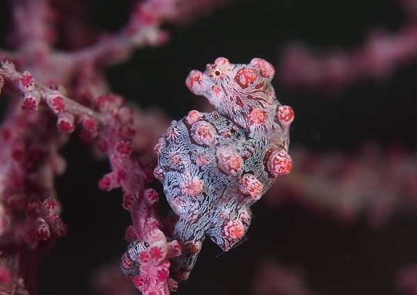 ピグミーシーホース