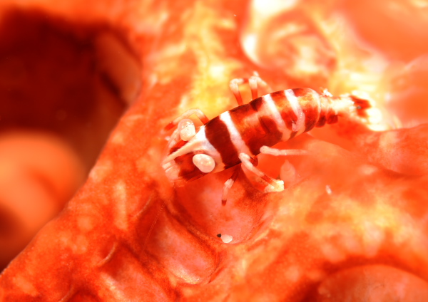 テヅルモヅルカクレエビ