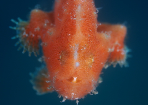 エナガカエルアンコウ