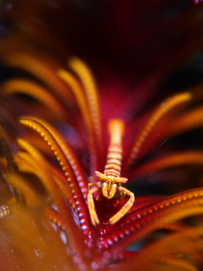 バサラカクレエビ