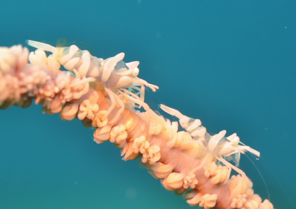 キミシグレカクレエビ