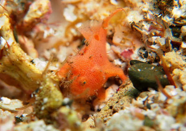 エナガカエルアンコウ