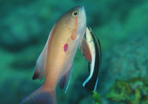 キンギョハナダイ&ホンソメワケベラ