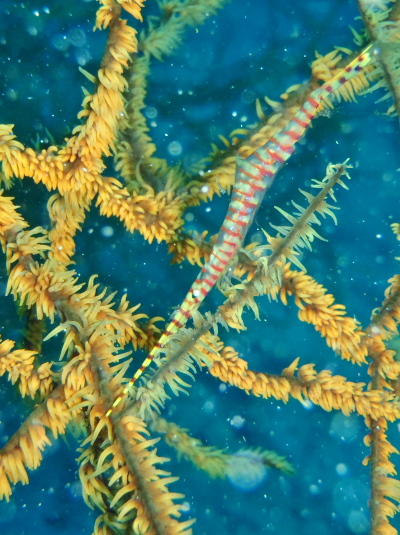 ゴルゴニアンシュリンプ