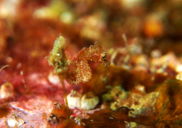 ジャパニーズピグミーシーホース