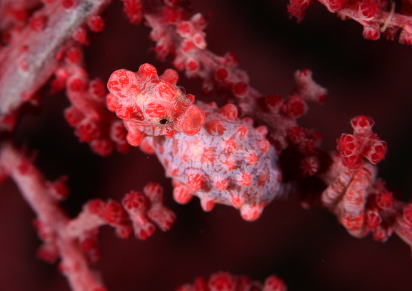 ピグミーシーホース