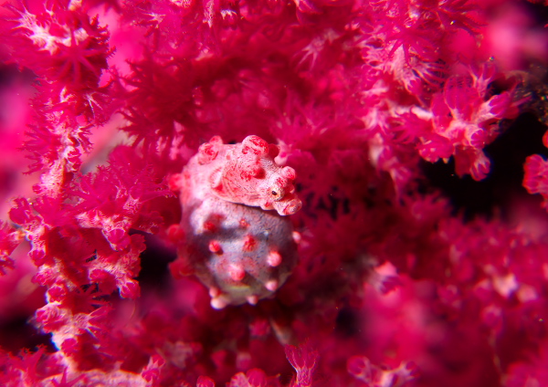 ピグミーシーホース