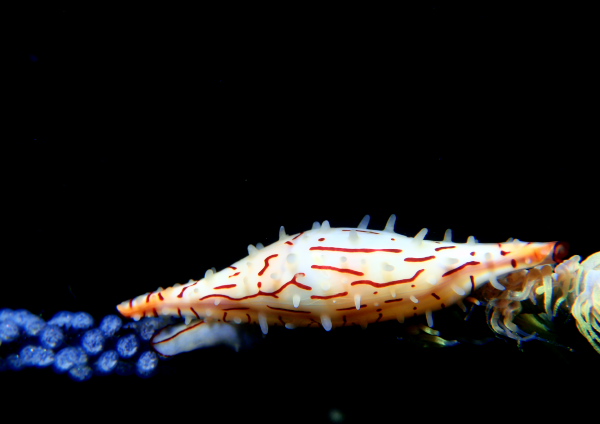 キヌヅツミの仲間