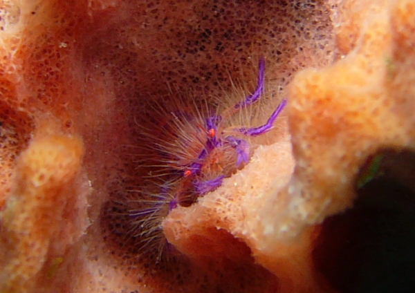 サクラコシオリエビ