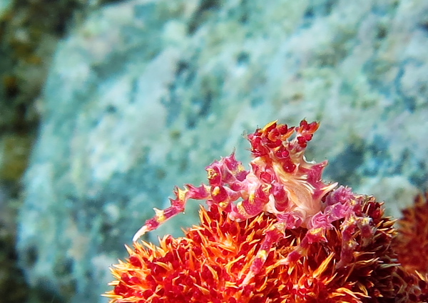 イソコンペイトウガニ