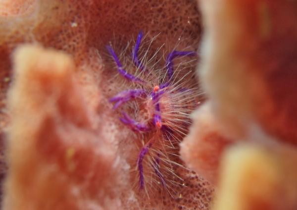 サクラコシオリエビ