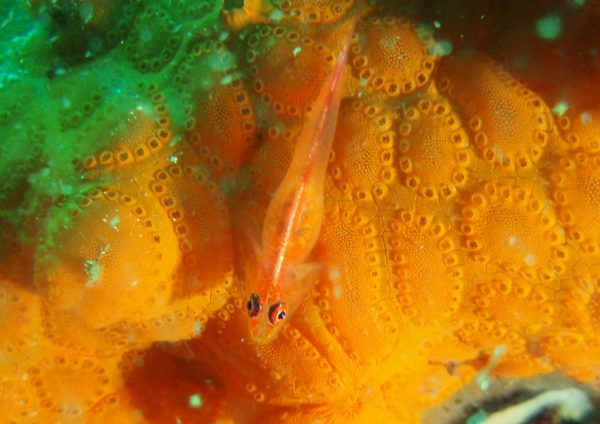 アカスジウミタケハゼ