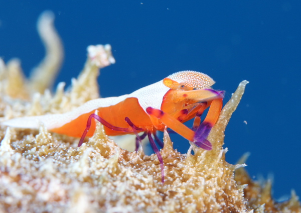 ウミウシカクレエビ