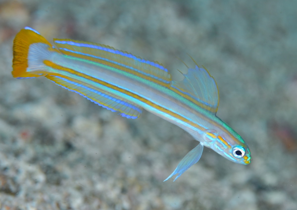 スジクロユリハゼ