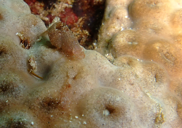 カクレモエビ属の1種